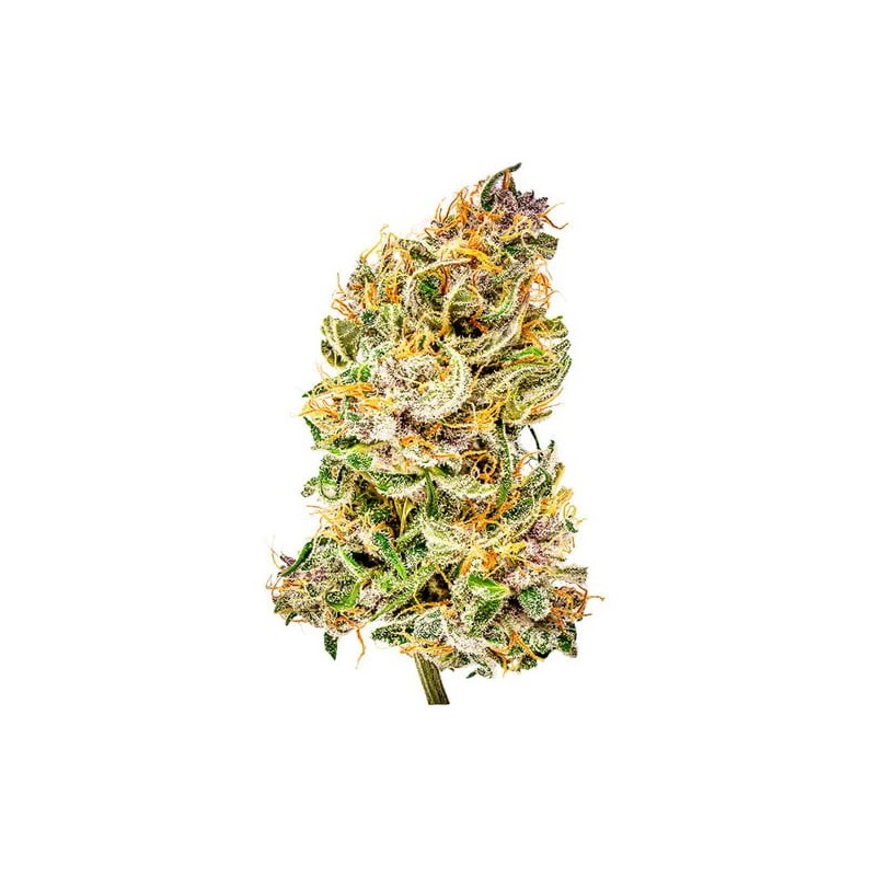 Bubble Kush Auto semi cannabis Royal Queen Seeds
