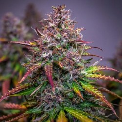 Bubble Kush Auto semi cannabis Royal Queen Seeds