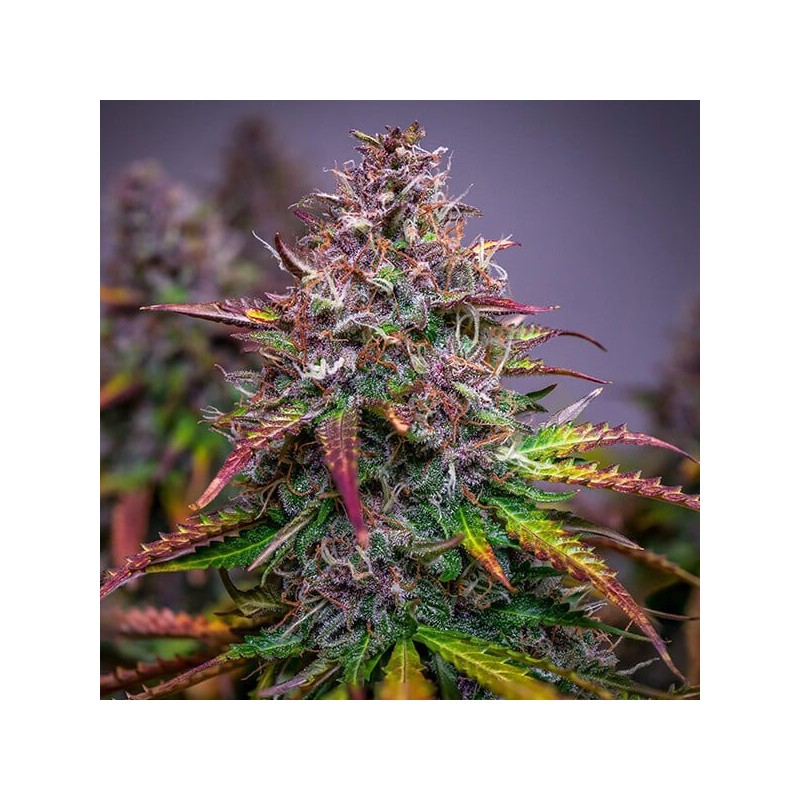 Bubble Kush Auto semi cannabis Royal Queen Seeds