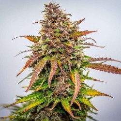 Bubble Kush Auto semi cannabis Royal Queen Seeds