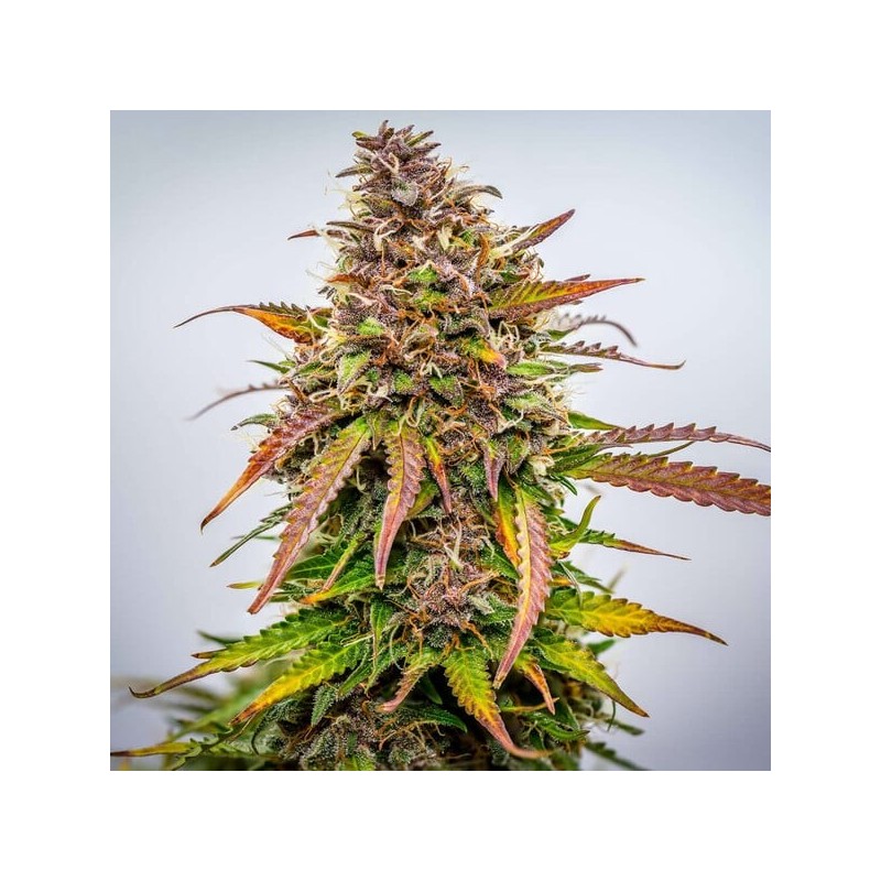 Bubble Kush Auto semi cannabis Royal Queen Seeds