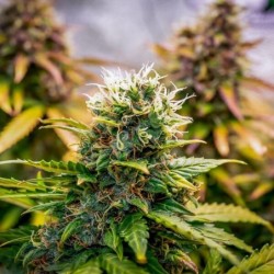 Bubble Kush Auto semi cannabis Royal Queen Seeds