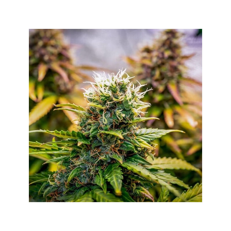 Bubble Kush Auto semi cannabis Royal Queen Seeds