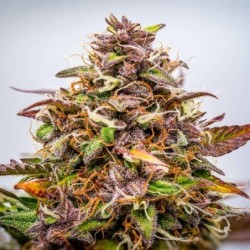 Bubble Kush Auto semi cannabis Royal Queen Seeds