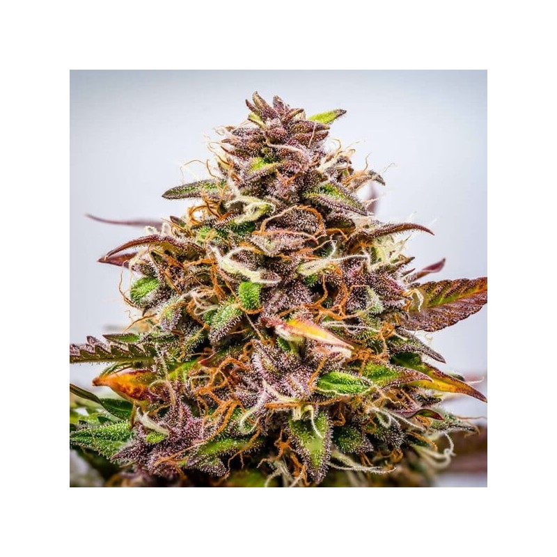 Bubble Kush Auto semi cannabis Royal Queen Seeds