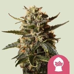 Bubblegum XL semi cannabis Royal Queen Seeds