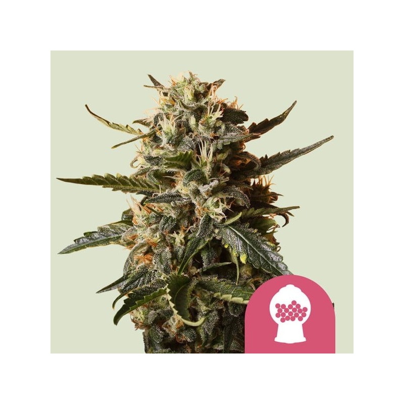 Bubblegum XL semi cannabis Royal Queen Seeds