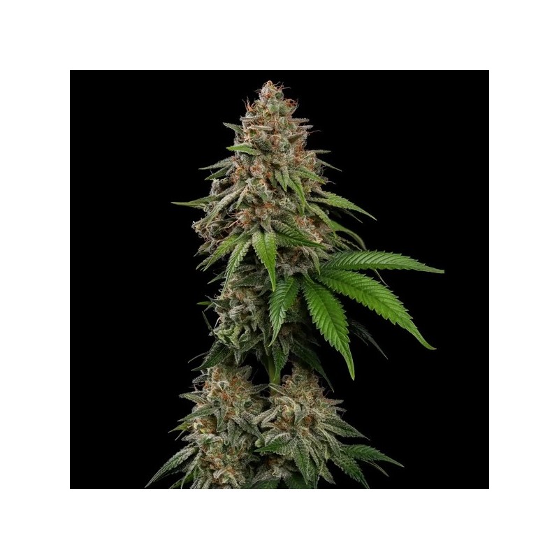 Bubblegum XL semi cannabis Royal Queen Seeds