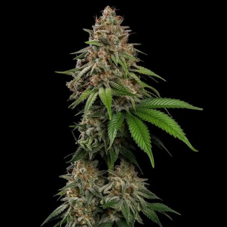 Bubblegum XL semi cannabis Royal Queen Seeds