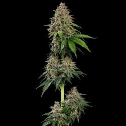 Bubblegum XL semi cannabis Royal Queen Seeds