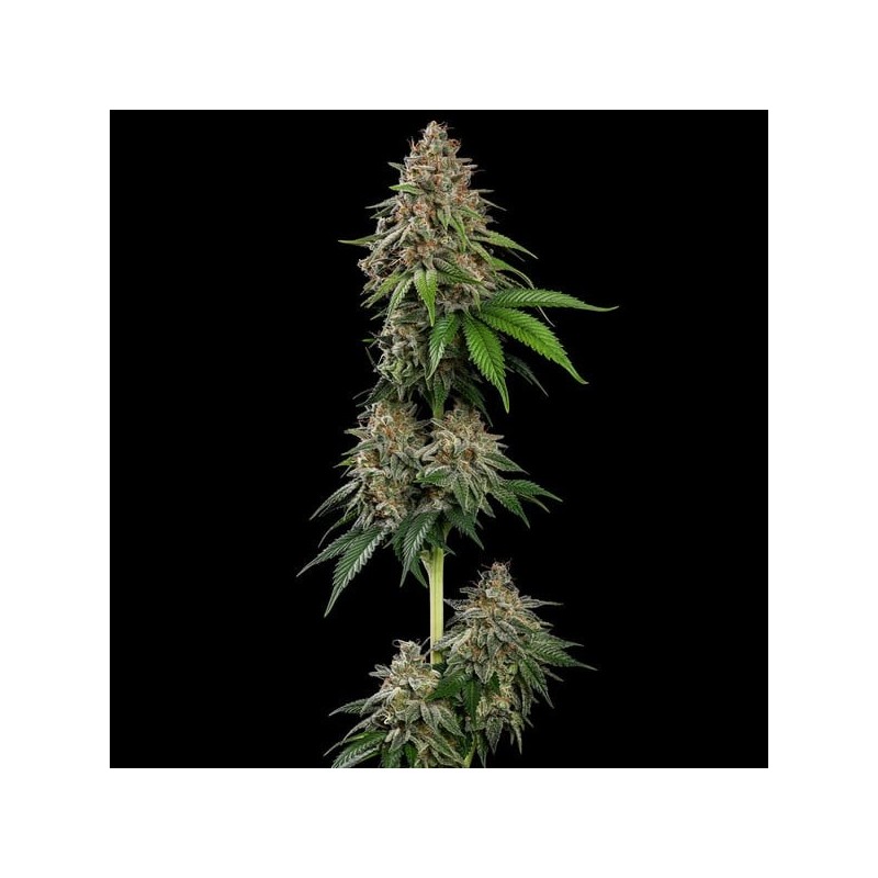 Bubblegum XL semi cannabis Royal Queen Seeds