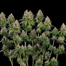 Bubblegum XL semi cannabis Royal Queen Seeds