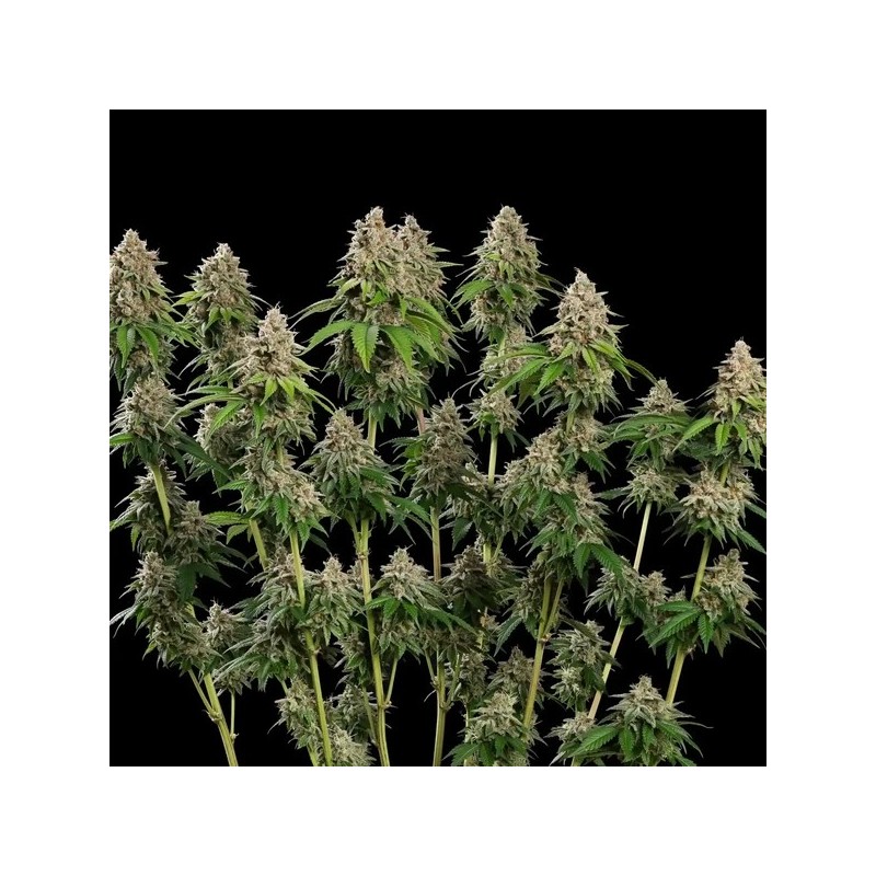 Bubblegum XL semi cannabis Royal Queen Seeds
