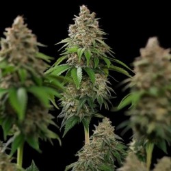 Bubblegum XL semi cannabis Royal Queen Seeds