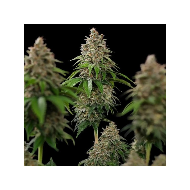 Bubblegum XL semi cannabis Royal Queen Seeds