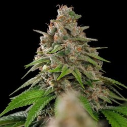 Bubblegum XL semi cannabis Royal Queen Seeds