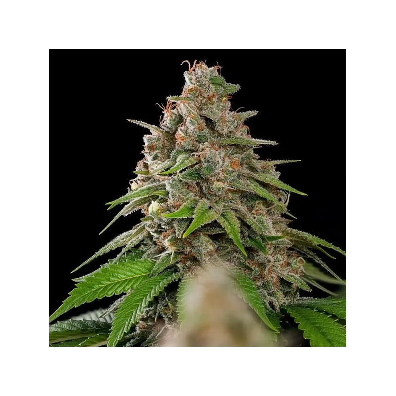 Bubblegum XL semi cannabis Royal Queen Seeds