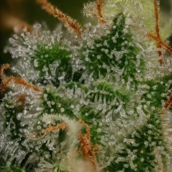 Bubblegum XL semi cannabis Royal Queen Seeds