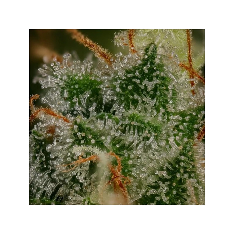 Bubblegum XL semi cannabis Royal Queen Seeds