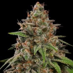 Bubblegum XL semi cannabis Royal Queen Seeds