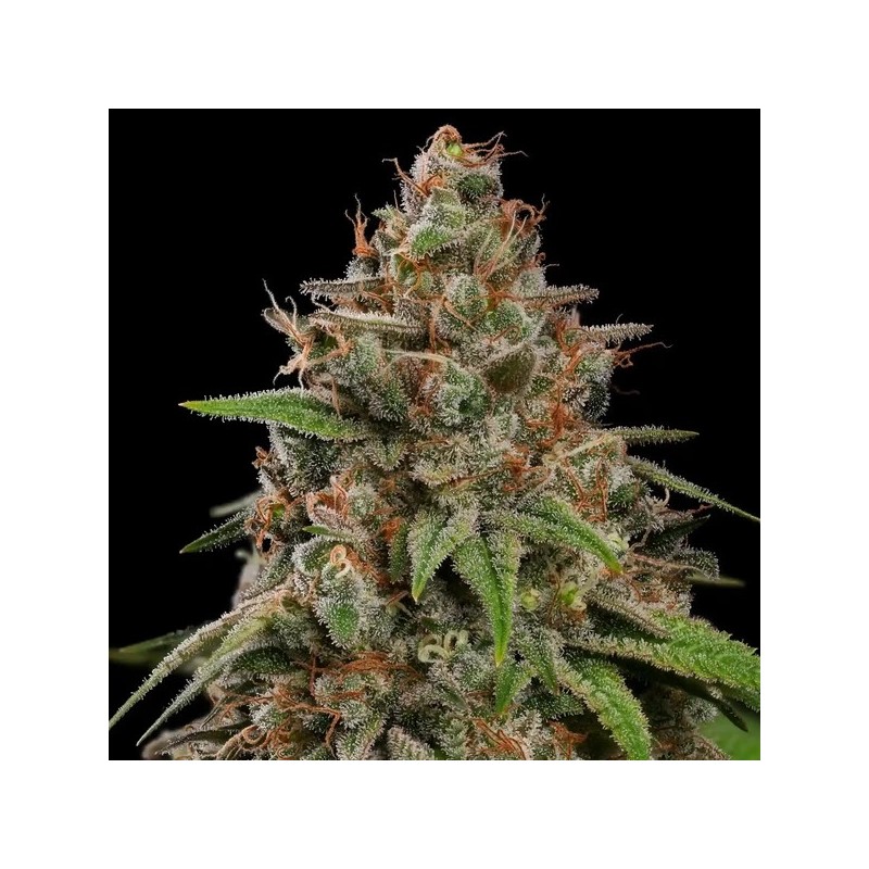 Bubblegum XL semi cannabis Royal Queen Seeds