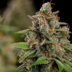 Bubblegum XL semi cannabis Royal Queen Seeds