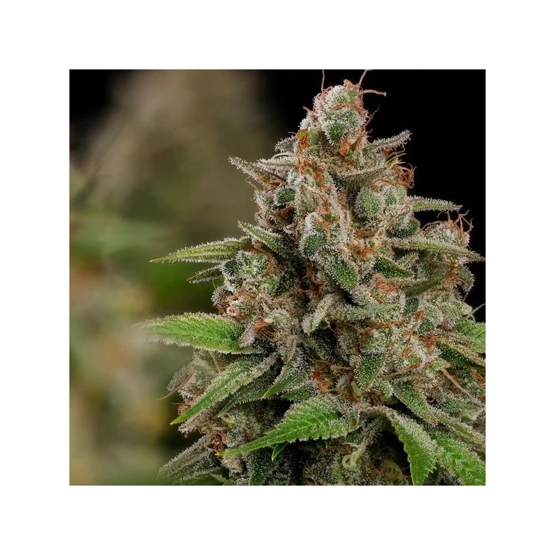 Bubblegum XL semi cannabis Royal Queen Seeds