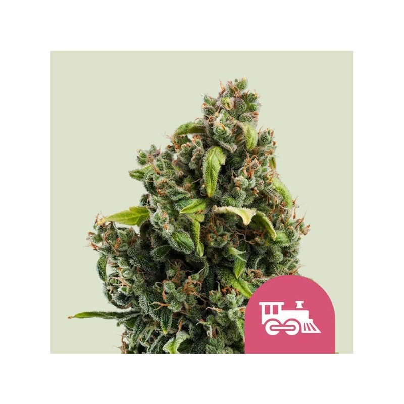 Candy Kush Express FAST semi cannabis Royal Queen Seeds