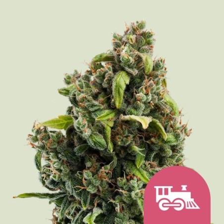 Candy Kush Express FAST semi cannabis Royal Queen Seeds