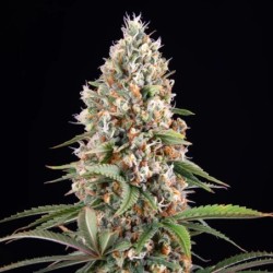 Candy Kush Express FAST semi cannabis Royal Queen Seeds