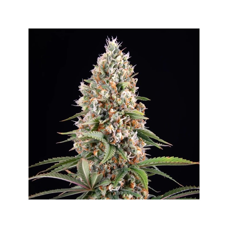 Candy Kush Express FAST semi cannabis Royal Queen Seeds