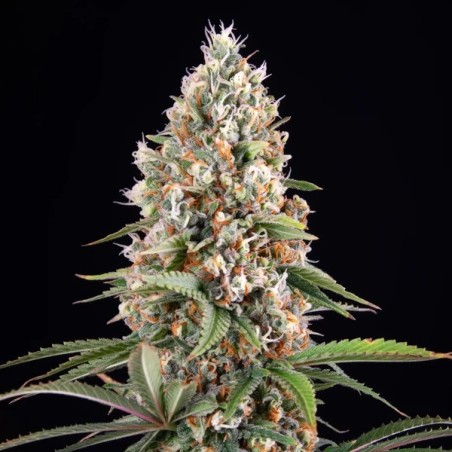 Candy Kush Express FAST semi cannabis Royal Queen Seeds