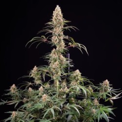 Candy Kush Express FAST semi cannabis Royal Queen Seeds