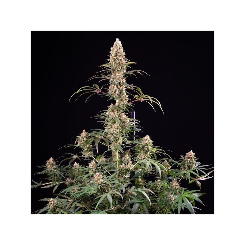 Candy Kush Express FAST semi cannabis Royal Queen Seeds