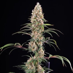 Candy Kush Express FAST semi cannabis Royal Queen Seeds