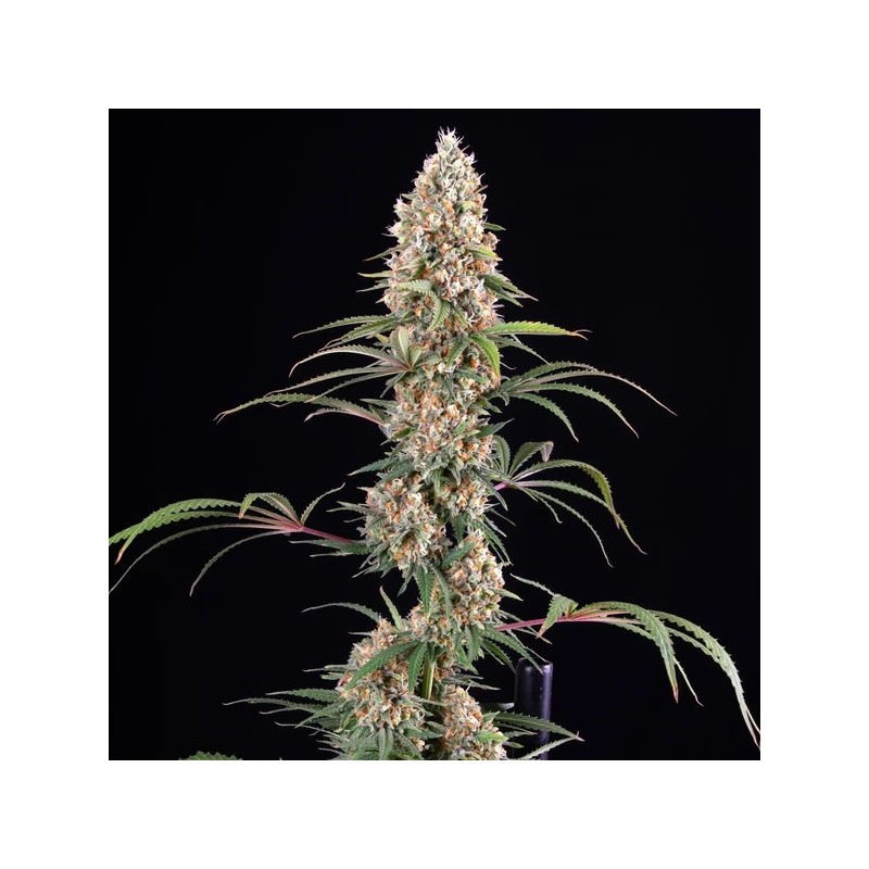 Candy Kush Express FAST semi cannabis Royal Queen Seeds