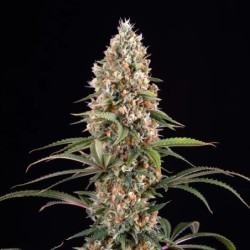 Candy Kush Express FAST semi cannabis Royal Queen Seeds