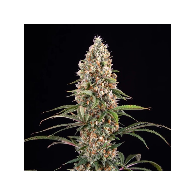 Candy Kush Express FAST semi cannabis Royal Queen Seeds