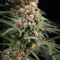 Candy Kush Express FAST semi cannabis Royal Queen Seeds