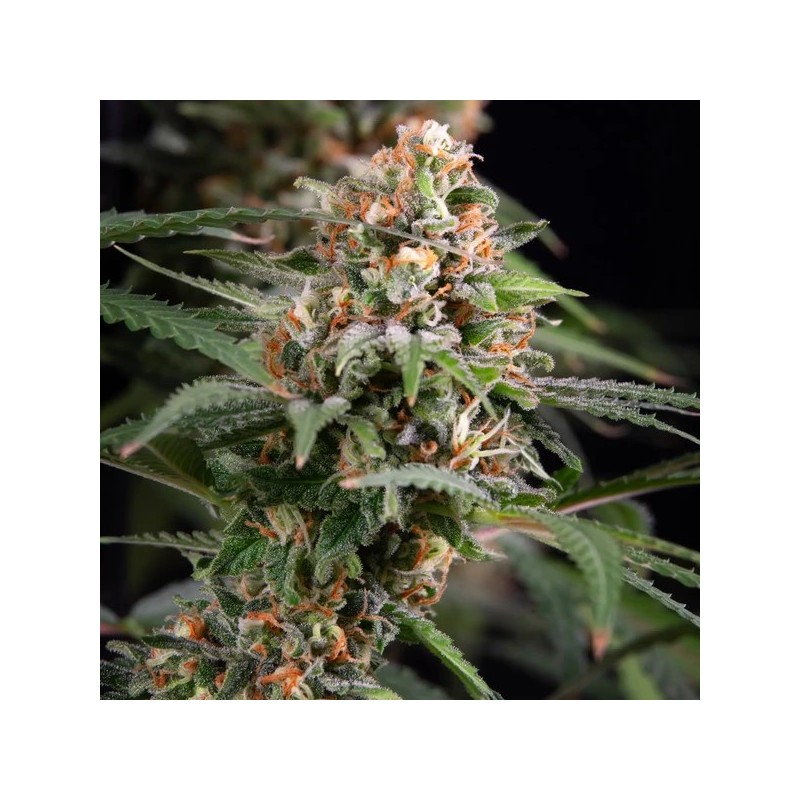 Candy Kush Express FAST semi cannabis Royal Queen Seeds
