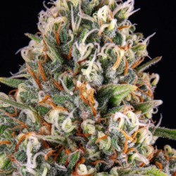 Candy Kush Express FAST semi cannabis Royal Queen Seeds