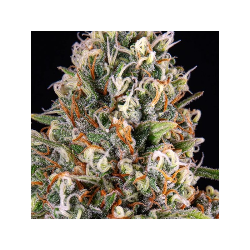 Candy Kush Express FAST semi cannabis Royal Queen Seeds