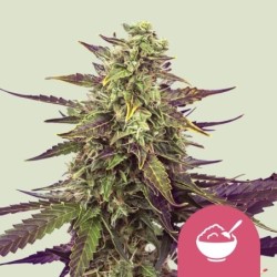 Cereal Milk semi cannabis Royal Queen Seeds