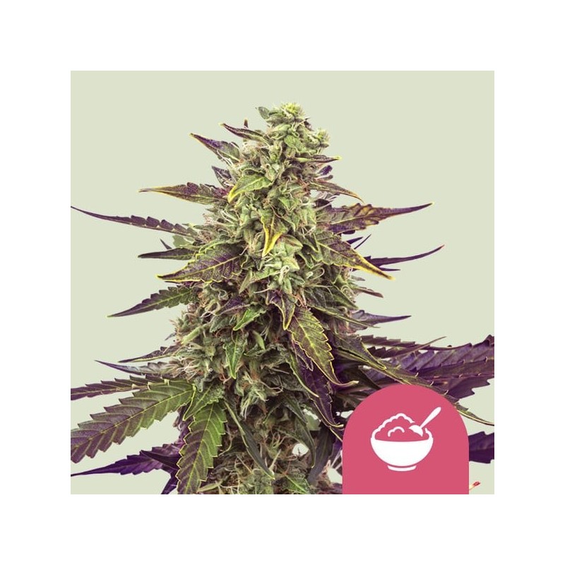 Cereal Milk semi cannabis Royal Queen Seeds