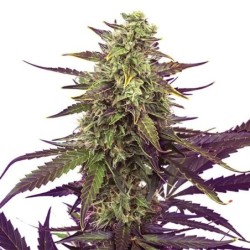 Cereal Milk semi cannabis Royal Queen Seeds