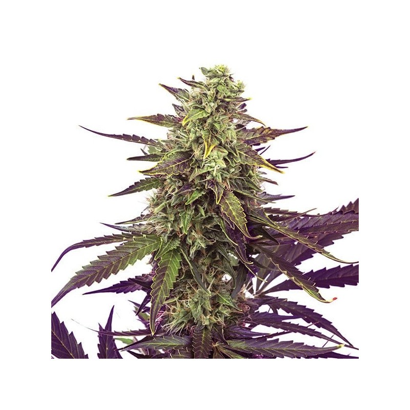 Cereal Milk semi cannabis Royal Queen Seeds