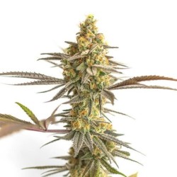 Cereal Milk semi cannabis Royal Queen Seeds