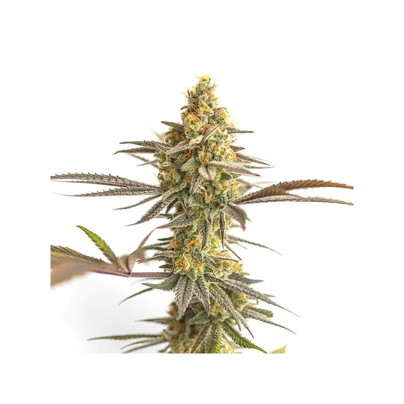 Cereal Milk semi cannabis Royal Queen Seeds
