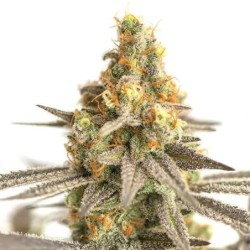 Cereal Milk semi cannabis Royal Queen Seeds