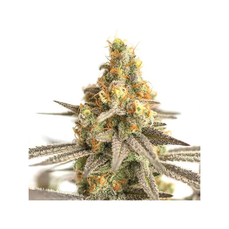 Cereal Milk semi cannabis Royal Queen Seeds